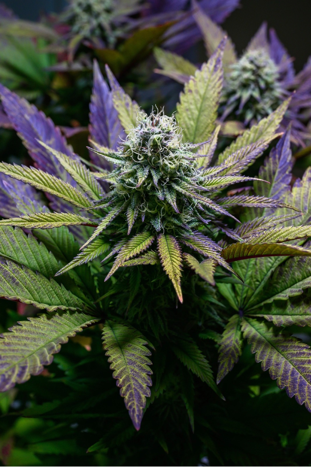 Fleur de CBD aux nuances vertes et violettes pour High Clouds
