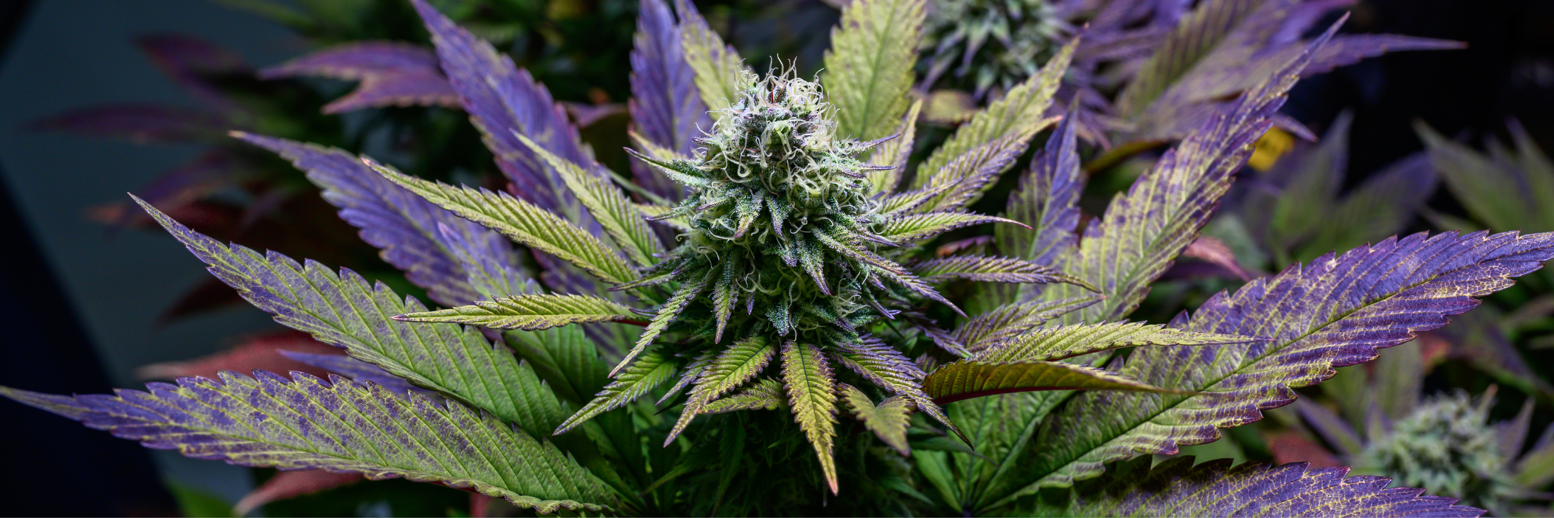 CBD shop High Clouds